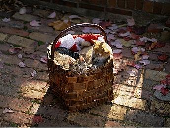 《鬼谷八荒》羽化登仙版本上线 仙盟集结力战刑天